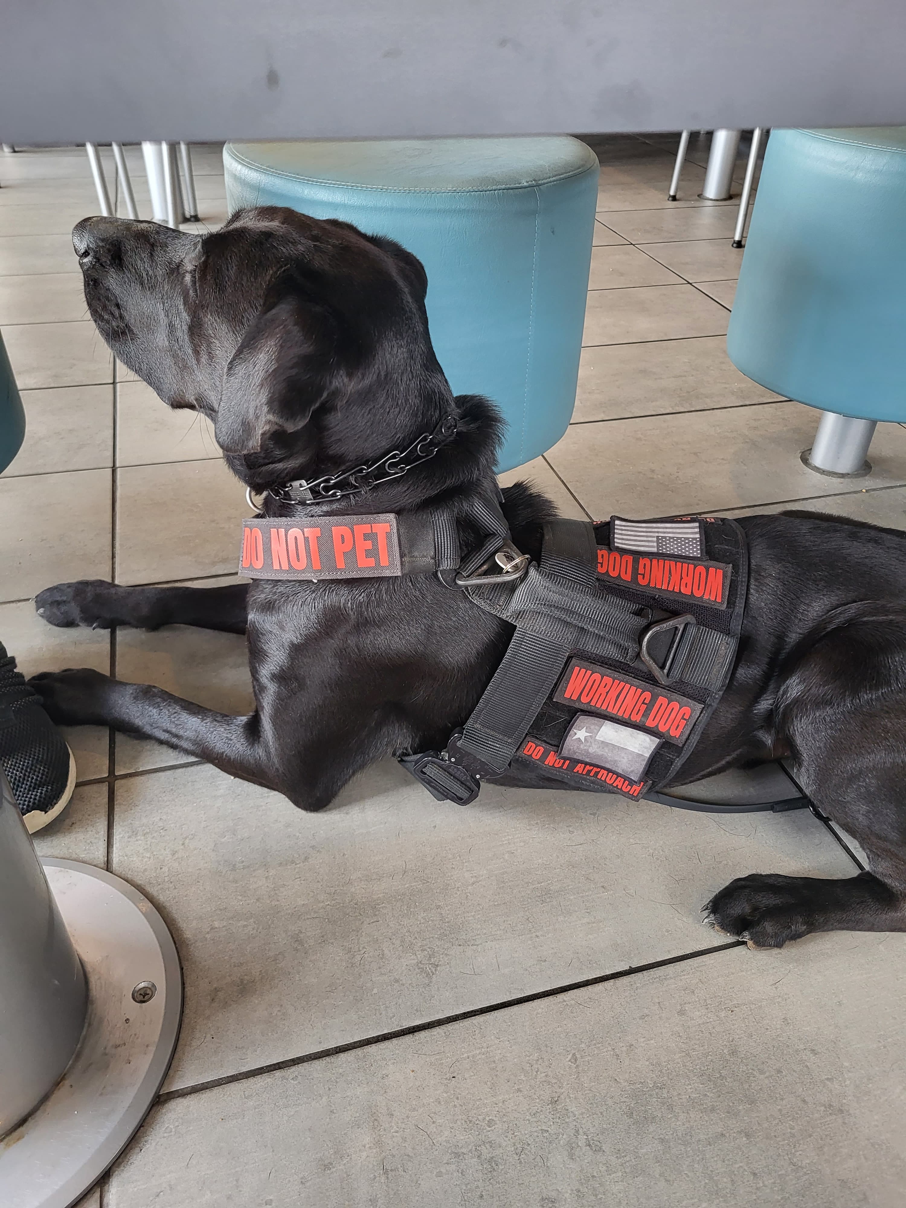 HOPE DOGGO